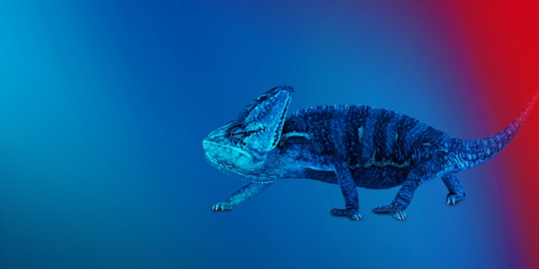 Chamäleon auf blauem Hintergrund.